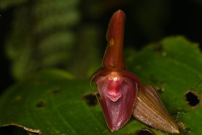 Pleurothallis cardiothallis, photographed by Trevor Van Loon