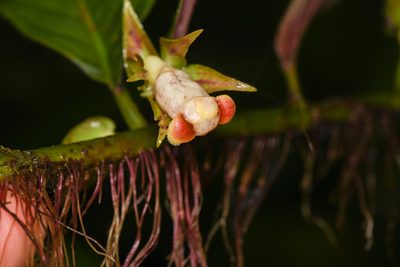 Drymonia warszewicziana, photographed by Trevor Van Loon