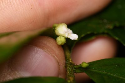 Hybanthus guanacastensis, photographed by Trevor Van Loon