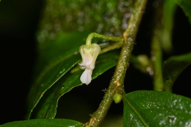 Hybanthus guanacastensis, photographed by Trevor Van Loon