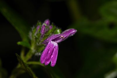 Justicia brenesii, photographed by Trevor Van Loon