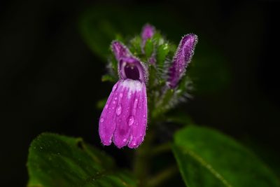Justicia brenesii, photographed by Trevor Van Loon