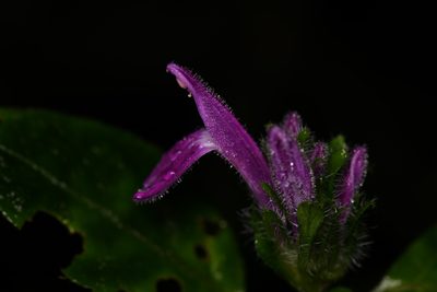 Justicia brenesii, photographed by Trevor Van Loon
