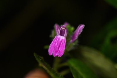 Justicia brenesii, photographed by Trevor Van Loon
