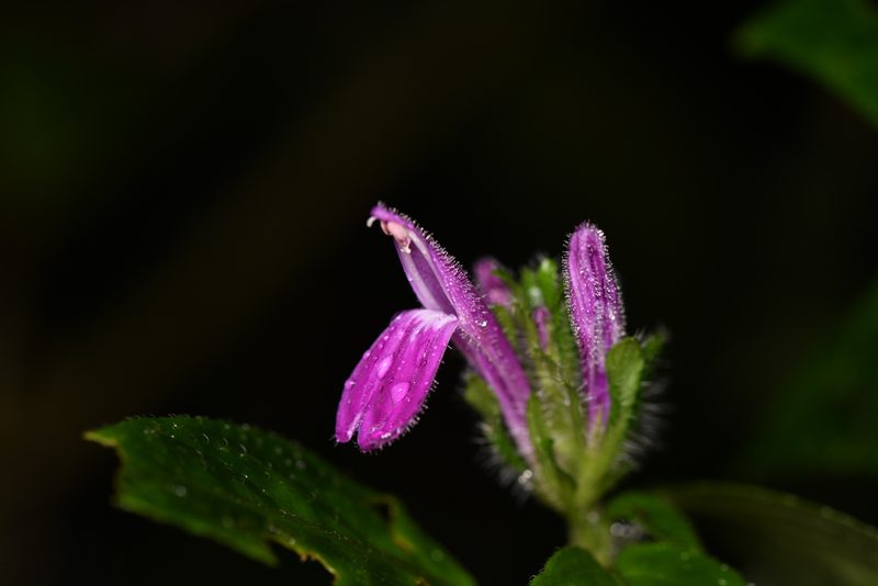Justicia brenesii, photographed by Trevor Van Loon