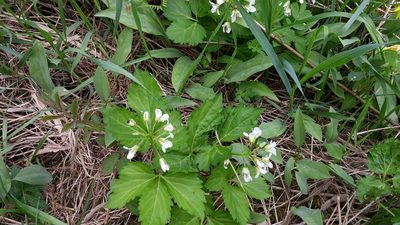Cardamine diphylla, photographed by Loopy30