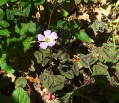Oxalis violacea, photographed by Sandra Keller