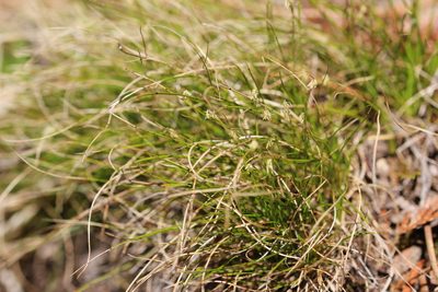 Carex eburnea, photographed by Quinten Wiegersma