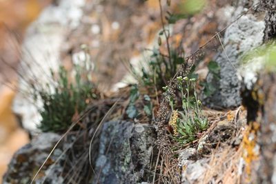 Draba glabella, photographed by Quinten Wiegersma