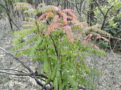 Santaloides microphylla, photographed by Toby Y
