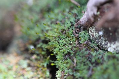 Saelania glaucescens, photographed by Quinten Wiegersma