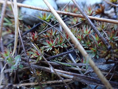 Pogonatum urnigerum, photographed by Randal