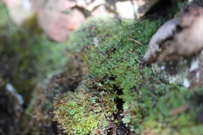 Saelania glaucescens, photographed by Quinten Wiegersma