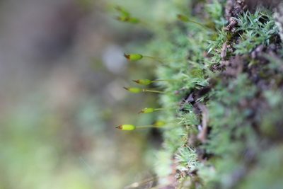 Saelania glaucescens, photographed by Quinten Wiegersma