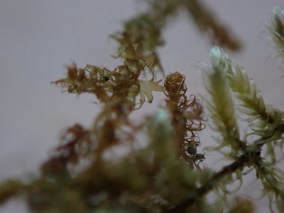 Ptilidium californicum, photographed by Randal
