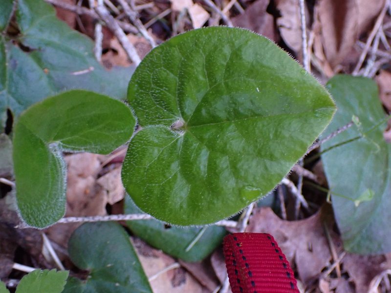 Asarum caudatum, photographed by Randal