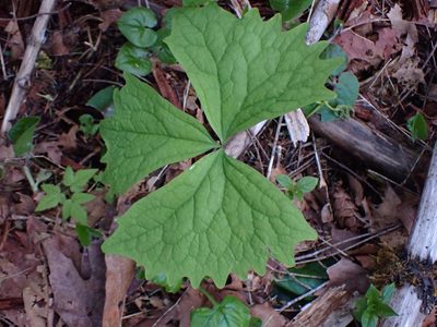 Achlys triphylla, photographed by Randal
