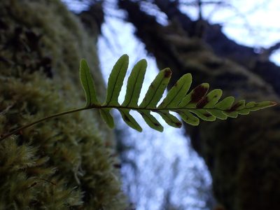 Polypodium glycyrrhiza, photographed by Randal