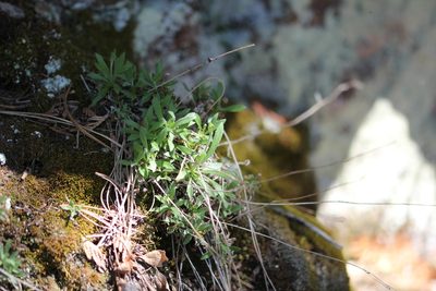 Draba glabella
