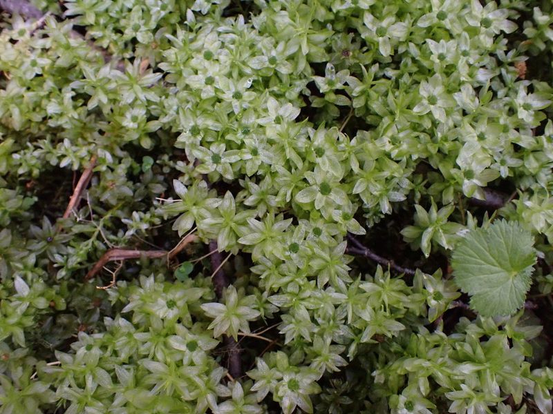 Plagiomnium insigne, photographed by Randal