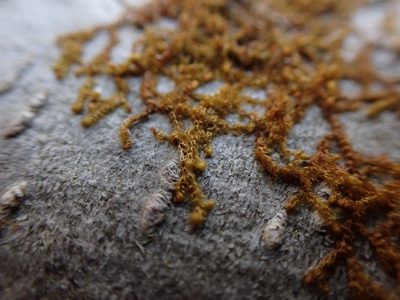 Ptilidium californicum, photographed by Randal