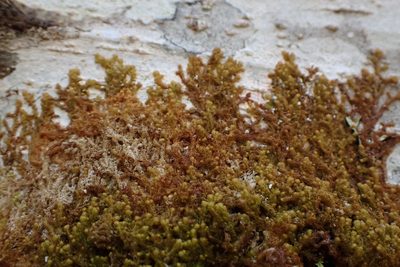 Ptilidium californicum, photographed by Randal