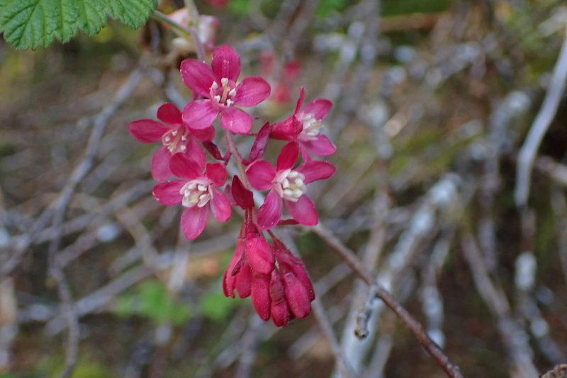 Ribes sanguineum, photographed by Randal