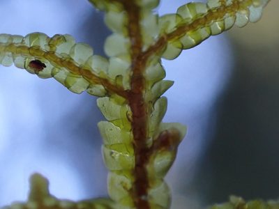 Porella roellii, photographed by Randal