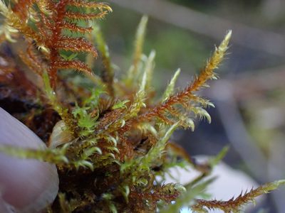Cratoneuron filicinum, photographed by Randal