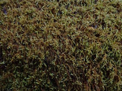Cratoneuron filicinum, photographed by Randal