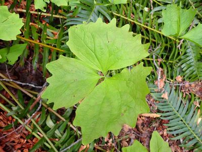 Achlys triphylla, photographed by Randal