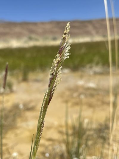 Sporobolus hookerianus, photographed by Matt Berger