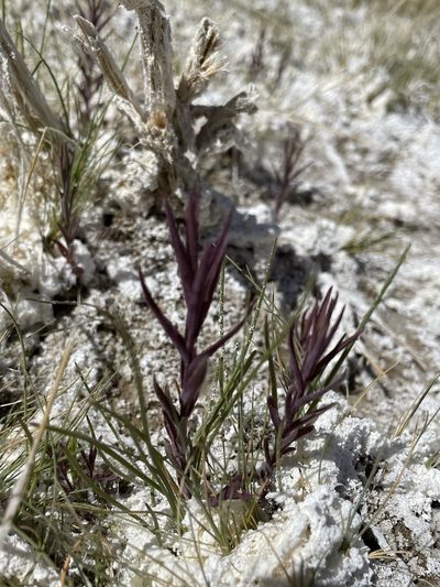 Chloropyron maritimum, photographed by Matt Berger