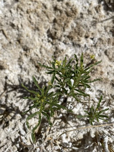 Cleomella parviflora, photographed by Matt Berger