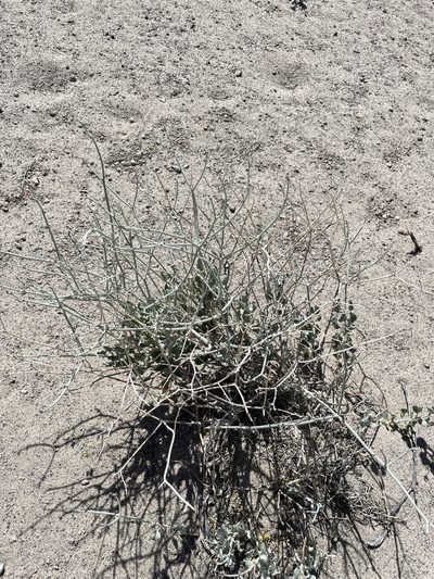 Eriogonum nummulare, photographed by Matt Berger