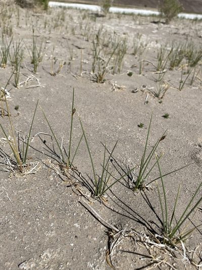 Amphiscirpus nevadensis, photographed by Matt Berger