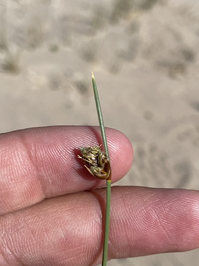 Amphiscirpus nevadensis, photographed by Matt Berger