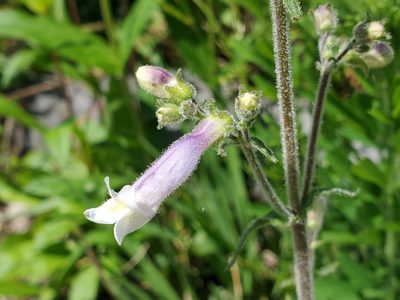 Penstemon hirsutus, photographed by Tom Field