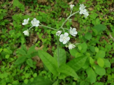 Andersonglossum virginianum, photographed by Tom Field