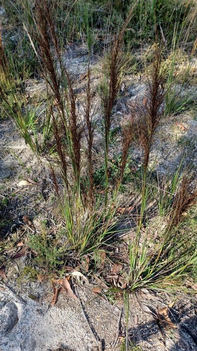 Gahnia radula, photographed by Peter Crowcroft