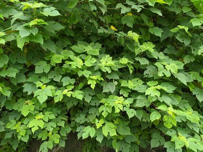 Broussonetia papyrifera, photographed by 潘立傑 LICHIEH_PAN