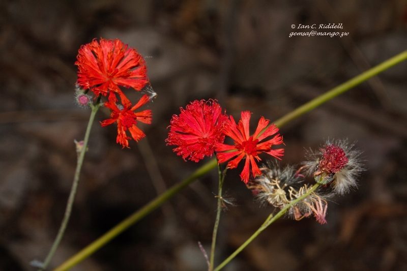Emilia coccinea, photographed by i_c_riddell