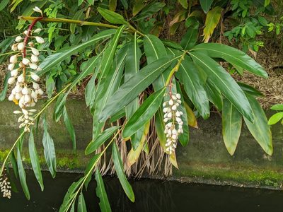Alpinia zerumbet, photographed by 潘立傑 LICHIEH_PAN
