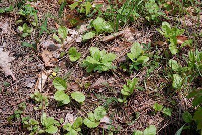 Pyrola elliptica, photographed by Bonnie Semmling