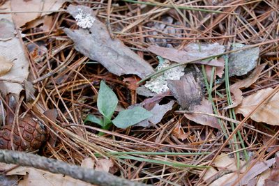 Goodyera tesselata, photographed by Bonnie Semmling