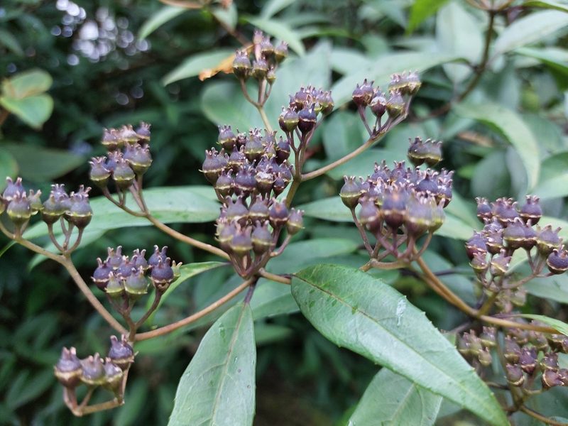 Hydrangea chinensis, photographed by 胡正恆(Jackson Hu)