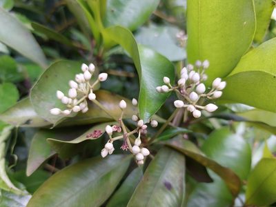 Ardisia sieboldii, photographed by 胡正恆(Jackson Hu)