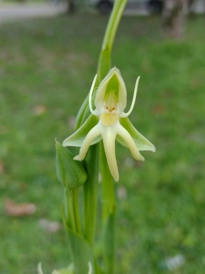 Habenaria trifida, photographed by Lucas Kaminski