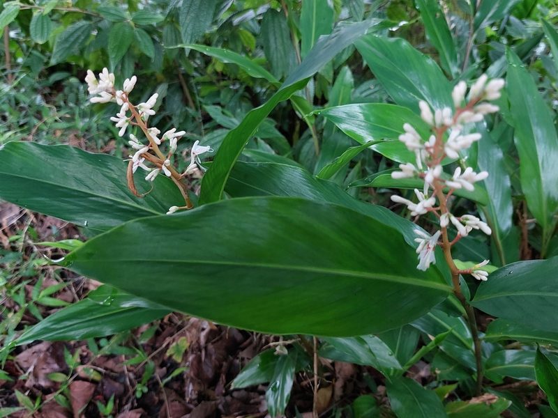 Alpinia intermedia, photographed by 胡正恆(Jackson Hu)