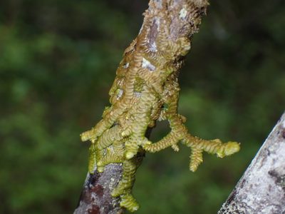 Porella navicularis, photographed by Julia Carr